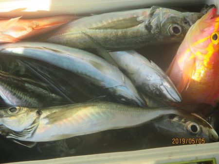 アジ、黒ムツ、赤イサギ、目鯛釣れました